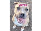 Adopt Viktor in Heathsville VA a Tan/Yellow/Fawn - with White Boxer / Mixed dog