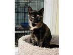 Adopt Quinn in foster care a Tortoiseshell Domestic Shorthair / Mixed (short
