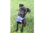 Adopt DERBY a Black Boxer / Mixed dog in Murfreesboro, TN (38038767)