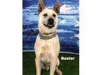 Adopt Buster a Red/Golden/Orange/Chestnut - with White Cattle Dog / Mixed dog in