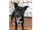 Adopt Olive a Black - with White Labrador Retriever / Mixed dog in Weatherford