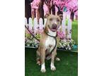 Adopt Connie a Tan/Yellow/Fawn American Pit Bull Terrier / Mixed dog in