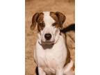 Adopt Sweetie a Brindle - with White Catahoula Leopard Dog / Mixed dog in