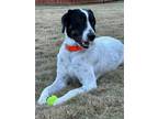 Adopt Charles a White - with Black Hound (Unknown Type) / German Shorthaired