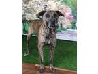 Adopt Felipe a Brindle Pit Bull Terrier / Plott Hound / Mixed dog in