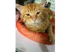 Adopt Shamoo a Orange or Red Domestic Shorthair / Mixed (short coat) cat in
