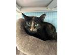 Adopt Lilah a Tortoiseshell Domestic Shorthair / Mixed (short coat) cat in