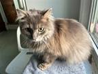 Adopt Griffin a Gray or Blue Domestic Longhair / Mixed (long coat) cat in