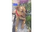 Adopt Mario a Labrador Retriever / Boxer / Mixed dog in Woodland Hills
