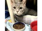 Adopt Kate a Gray, Blue or Silver Tabby Domestic Shorthair / Mixed (short coat)