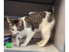 Adopt Berry a Gray, Blue or Silver Tabby Domestic Shorthair / Mixed (short coat)
