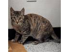 Adopt Patch a Gray, Blue or Silver Tabby Domestic Shorthair / Mixed (short coat)