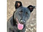 Adopt Darcy a Labrador Retriever / Mixed dog in Osage Beach, MO (38016366)