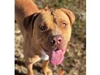 Adopt Adam a Pit Bull Terrier / Mixed dog in Osage Beach, MO (38016368)