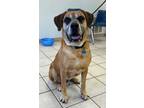 Adopt Admiral a Mastiff / Mixed dog in Osage Beach, MO (38016374)