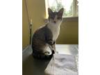 Adopt Baymont / Monte a Domestic Shorthair / Mixed cat in Osage Beach