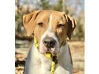 Adopt Jaeger a Mountain Cur / Mixed dog in Osage Beach, MO (38016403)