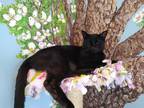 Adopt Rigby a Domestic Shorthair / Mixed cat in Osage Beach, MO (38016405)
