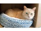 Adopt Butter a Domestic Mediumhair / Mixed cat in Osage Beach, MO (38016417)