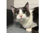 Adopt Monroe a Domestic Shorthair / Mixed cat in Sheboygan, WI (37984684)