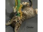 Adopt Cinder a Domestic Shorthair / Mixed cat in Spring Hill, KS (37961450)