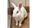 Adopt Maxine a American / Mixed rabbit in Novato, CA (37912067)