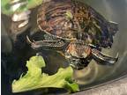 Adopt Splash a Turtle - Water reptile, amphibian, and/or fish in Salmon Arm