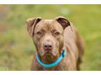 Adopt Maclin a American Pit Bull Terrier / Mixed dog in Escondido, CA (37889583)