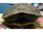 Adopt Slow Kai a Turtle - Water reptile, amphibian, and/or fish in El Cajon