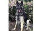 Adopt Shiba a German Shepherd Dog / Mixed dog in Irvine, CA (37979839)