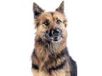 Adopt Kalli a German Shepherd Dog / Mixed dog in Irvine, CA (37988700)