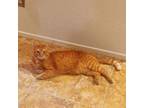 Adopt Sunny a Orange or Red Domestic Shorthair / Mixed cat in Temecula