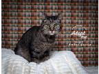 Adopt Amber Garcia a Domestic Shorthair / Mixed cat in Salt Lake City