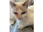 Adopt Skiddles a Siamese / Mixed cat in San Antonio, TX (37998327)