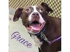 Adopt Grace a American Pit Bull Terrier / Mixed dog in Lake Charles