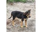 Adopt Calvin a Australian Shepherd / Beagle / Mixed dog in WAYNESVILLE