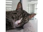 Adopt Achilles a Domestic Shorthair / Mixed (short coat) cat in Leonardtown