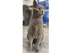 Adopt Amos a Domestic Shorthair / Mixed (short coat) cat in Leonardtown
