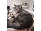 Adopt Boyd a Domestic Shorthair / Mixed (short coat) cat in Fremont
