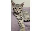 Adopt Eloise a Domestic Shorthair / Mixed (short coat) cat in Fremont