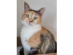 Adopt Chanel a Domestic Shorthair / Mixed (short coat) cat in Fremont