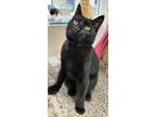 Adopt Genine a Domestic Shorthair / Mixed (short coat) cat in Fremont