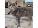 Adopt Tsunami a Domestic Shorthair / Mixed (short coat) cat in Fremont