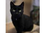 Adopt Simon a Domestic Shorthair / Mixed (short coat) cat in Fremont