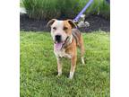 Adopt T-Bone a Cattle Dog / Cattle Dog / Mixed dog in Washburn, MO (37971361)