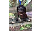 Adopt Pixy a Black Labrador Retriever / Mixed dog in Sylvania, GA (37820499)