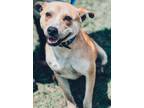 Adopt Fang a Tan/Yellow/Fawn American Pit Bull Terrier / Mixed dog in Sylvania