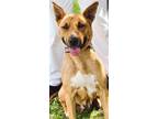 Adopt Kira a Red/Golden/Orange/Chestnut Great Dane / Mixed dog in Sylvania