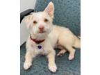 Adopt Lucas a Terrier (Unknown Type, Small) / Mixed dog in Lake Forest