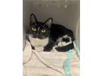 Adopt Mittens a Black & White or Tuxedo Domestic Shorthair / Mixed (short coat)